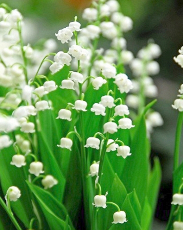 X 25 CONVALLARIA MAJALIS plg.