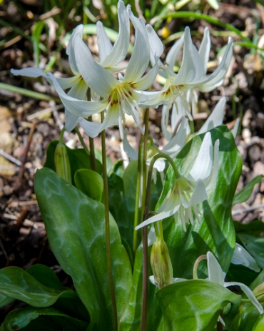 X   50 ERYTHRONIUM REVOLUTUM WHITE BEAUTY I