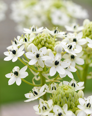 X 25 ORNITHOGALUM SAUNDERSIAE 18/+