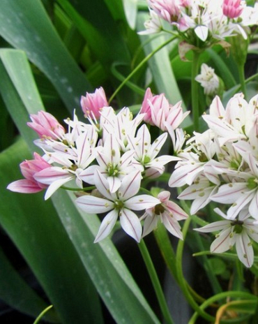 X 100 ALLIUM CAMELEON 4/+