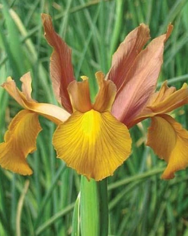 X 100 IRIS HOLLANDICA AUTUMN PRINCESS 7/8