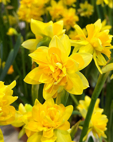 X 100 NARCISSUS TÊTE BOUCLÉ 11/12