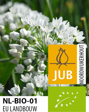 X 100 BIO ALLIUM NEAPOLITANUM 4/+