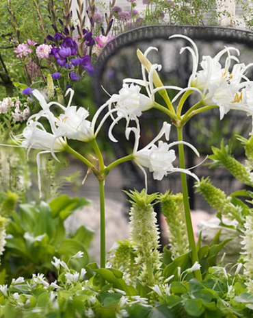 X 25 HYMENOCALLIS FESTALIS 16/18