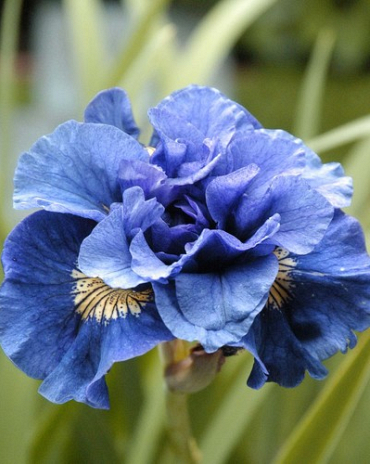 X 25 IRIS SIBIRICA CONCORD CRUSH I