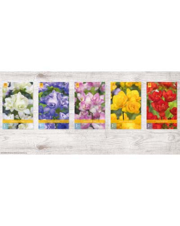 X  1000 FREESIA DUBBEL NJ 5/+