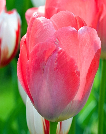 X 100 TULIPA VAN EIJK 11/12