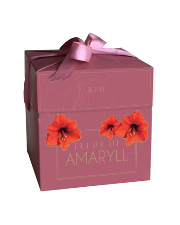 X 1 DOOSJE FLEUR D'AMARYLL RED 28/30