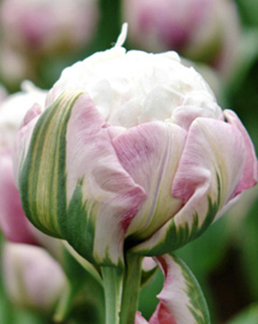 X 100 TULIPA ICE CREAM 11/12