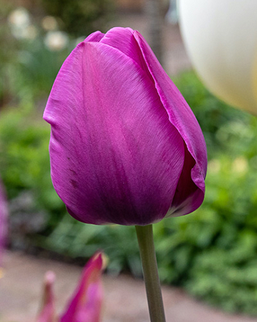 X 100 TULIPA NEGRITA 11/12