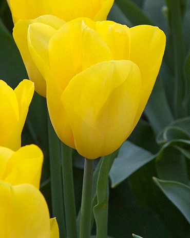 X 100 TULIPA STRONG GOLD 12/+