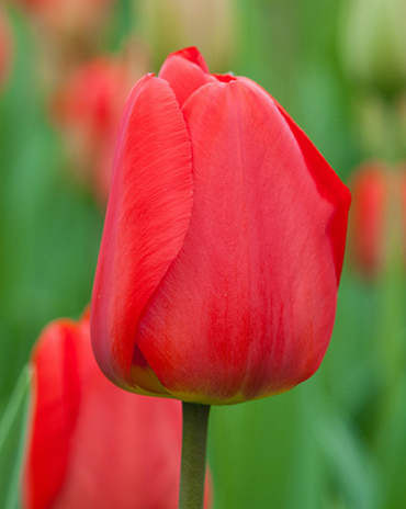 X 100 TULIPA APELDOORN 12/+