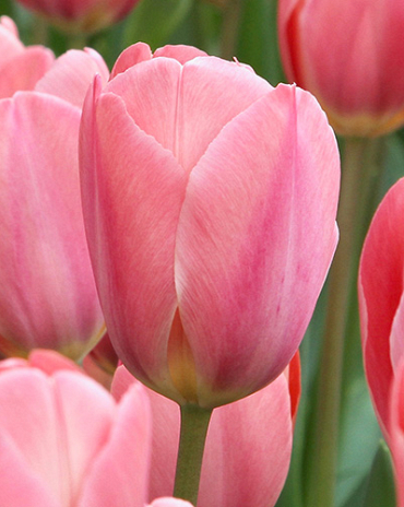 X 100 TULIPA DESIGN IMPRESSION 11/12