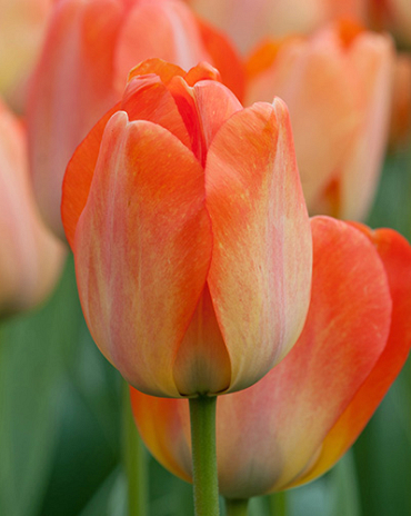 X 100 TULIPA DAYDREAM 11/12