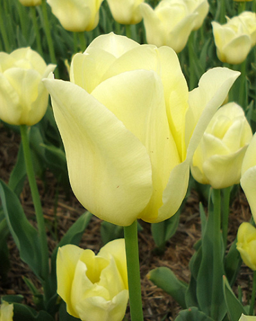 X 100 TULIPA WORLD FRIENDSHIP 11/12