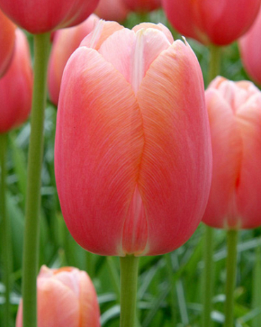 X 100 TULIPA MENTON 11/12