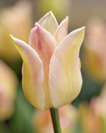 X 100 TULIPA ELEGANT LADY 12/+