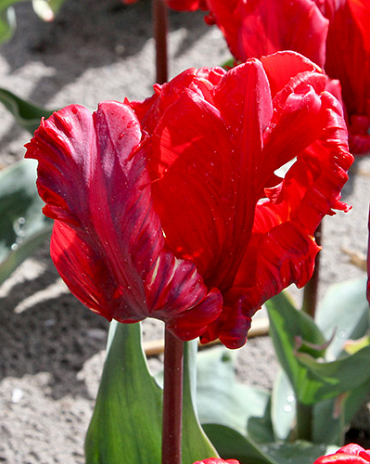 X 100 TULIPA ROCOCO 11/12