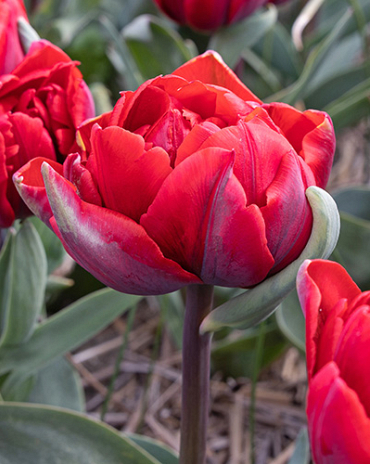 X 100 TULIPA RED PRINCESS 12/+