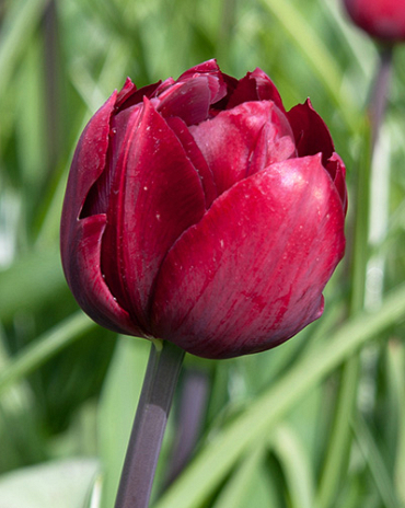 X 100 TULIPA RENOWN UNIQUE 12/+