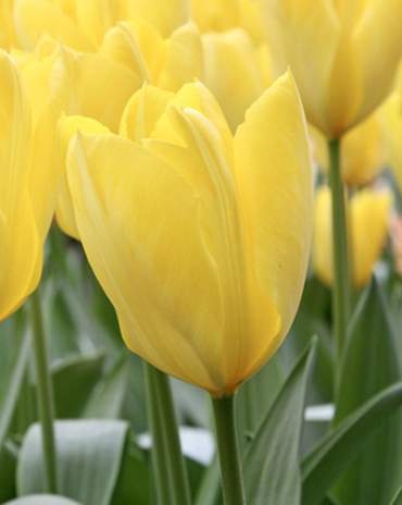 X 100 TULIPA CANDELA 11/12