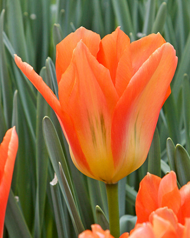 X 100 TULIPA ORANGE EMPEROR 12/+
