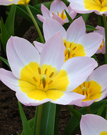 X 100 TULIPA BAKERI LILAC WONDER 6/+
