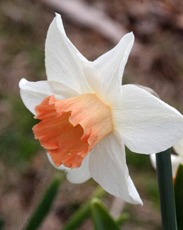 X 100 NARCISSUS ACCENT 10/12