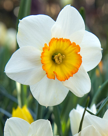 X 100 NARCISSUS FLOWER RECORD 12/14