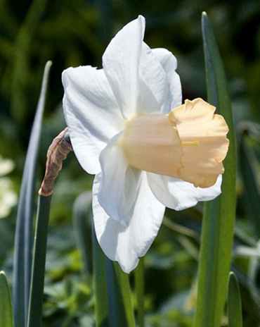 X 100 NARCISSUS SALOME 12/14