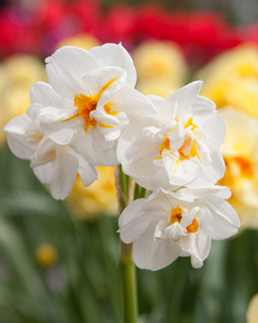 X 100 NARCISSUS SIR WINSTON CHURCHILL 12/14