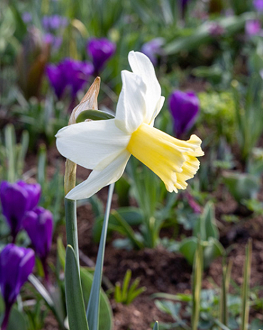 X 100 NARCISSUS PRINSES AMALIA 12/14