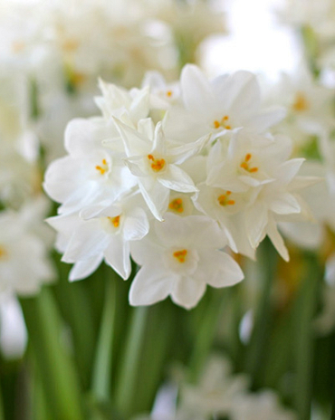 X   50 NARCISSUS PAPERWHITE 15/16