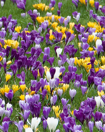 X 100 CROCUS GROOTBLOEMIG GEMENGD 8/9