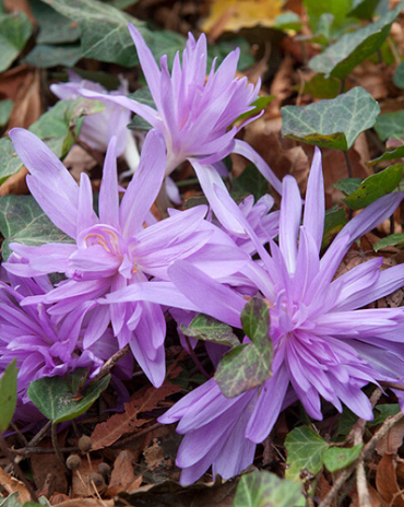 X   10 COLCHICUM WATERLILY 16/+