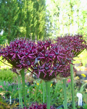 X 100 ALLIUM ATROPURPUREUM 10/+