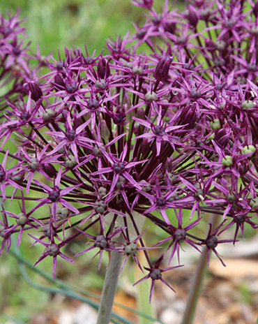 X 100 ALLIUM FIRMAMENT 8/+
