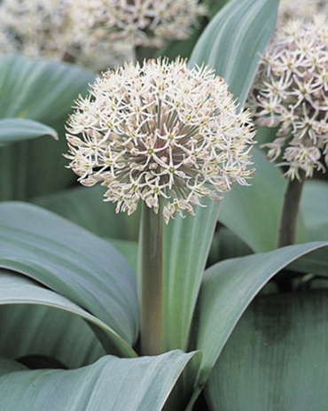 X 100 ALLIUM KARATAVIENSE 12/14