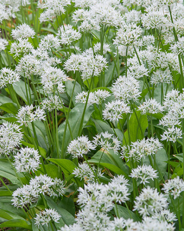 X 100 ALLIUM URSINUM I