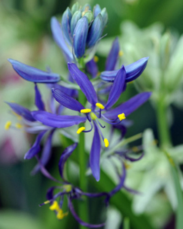 X 100 CAMASSIA QUAMASH (ESCULENTA)  6/+