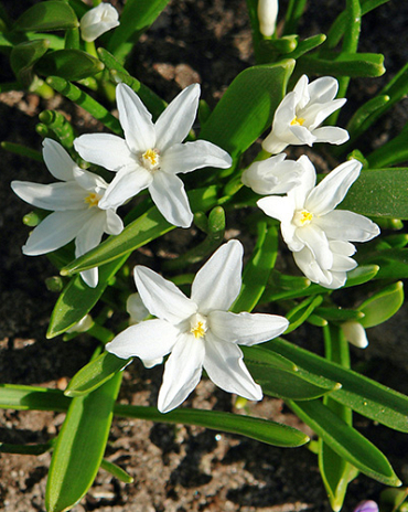 X 100 CHIONODOXA LUCILIAE ALBA 5/+