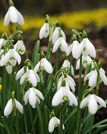 X 250 GALANTHUS ELWESII 6/7