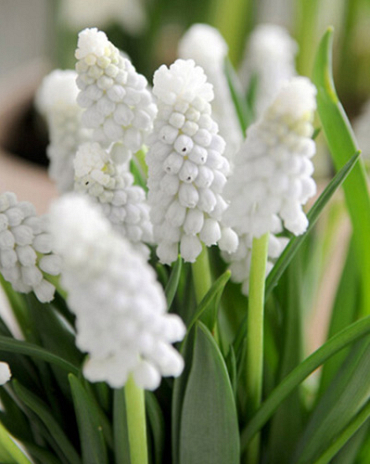 X 100 MUSCARI ARMENIACUM SIBERIAN TIGER 8/9
