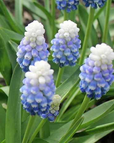 X 100 MUSCARI MOUNTAIN LADY 7/8