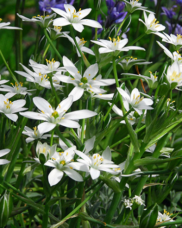 X 100 ORNITHOGALUM UMBELLATUM 6/+