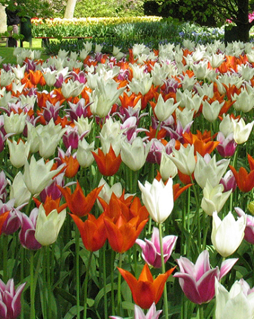 X 100 ELEGANT LILIES 11/12