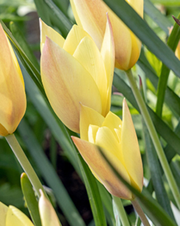 X 250 TULIPA HONKY TONK 6/+