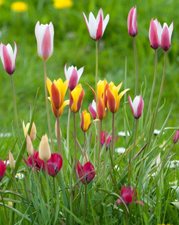 X 250 TULIPA BOTANISCH GEMENGD 6/+