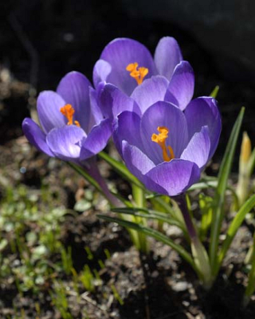 X 250 CROCUS SPECIE TOMMASINIANUS 5/+