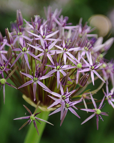 X   25 ALLIUM CHRISTOPHII 14/+